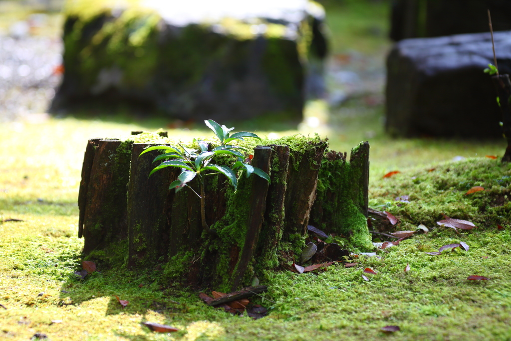 伊勢神宮　苔の庭