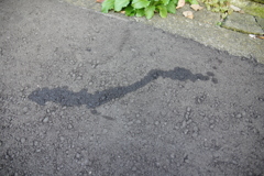 石の中の魚