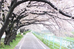 桜のトンネル