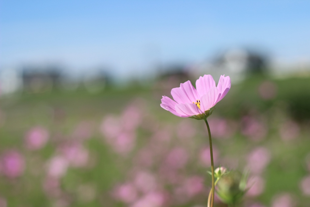 あの日、秋桜。