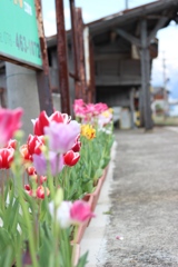 富山地鉄旅〜チューリップの咲く駅