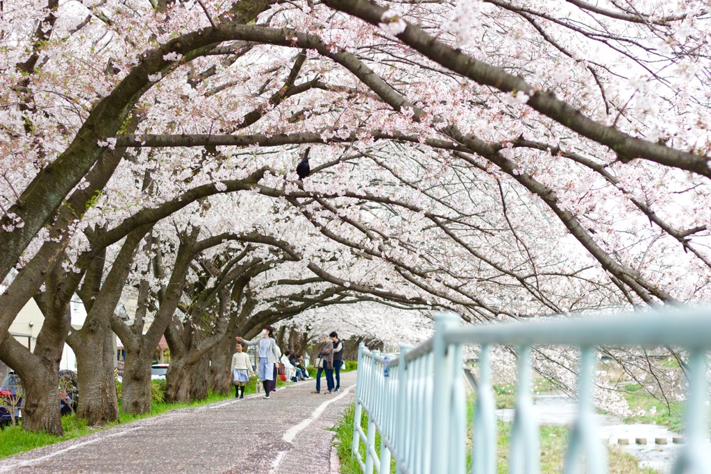 桜 2016