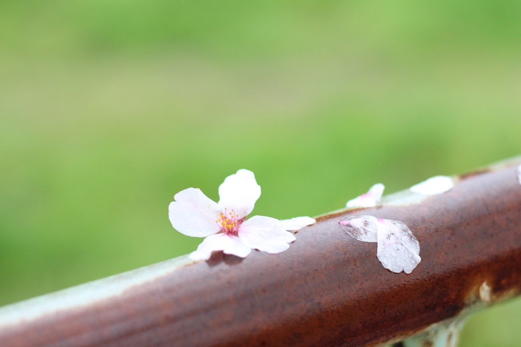 雨の日。