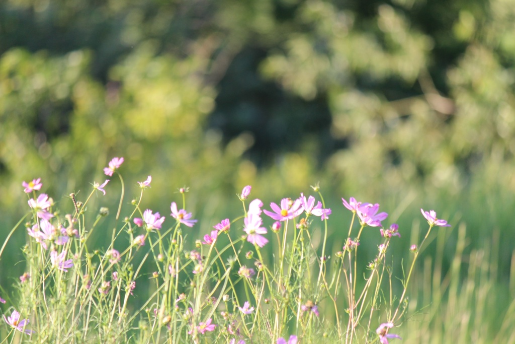 秋桜