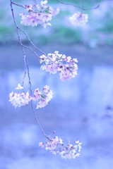 2017/桜