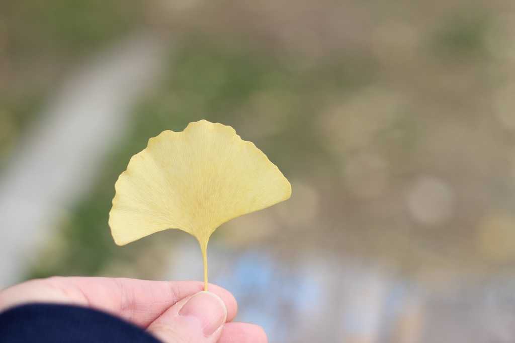 イチョウ