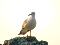 鳥