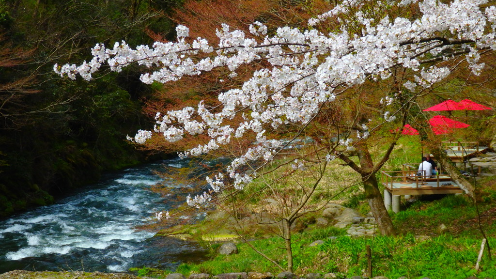 川床で花見