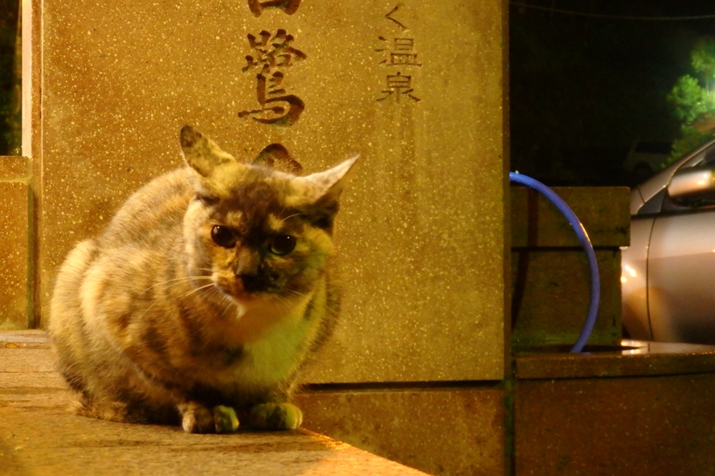 湯涌の野良猫
