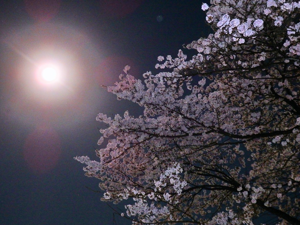 夜桜に君を隠して