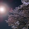 夜桜に君を隠して