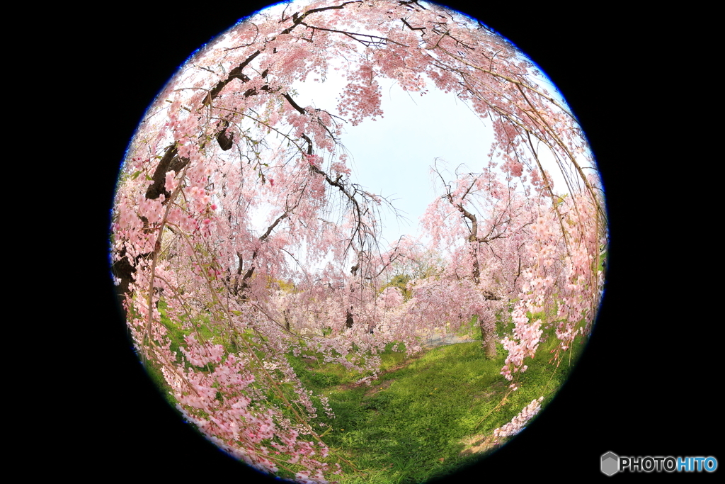 桜珠