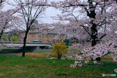 さくらと文化遺産