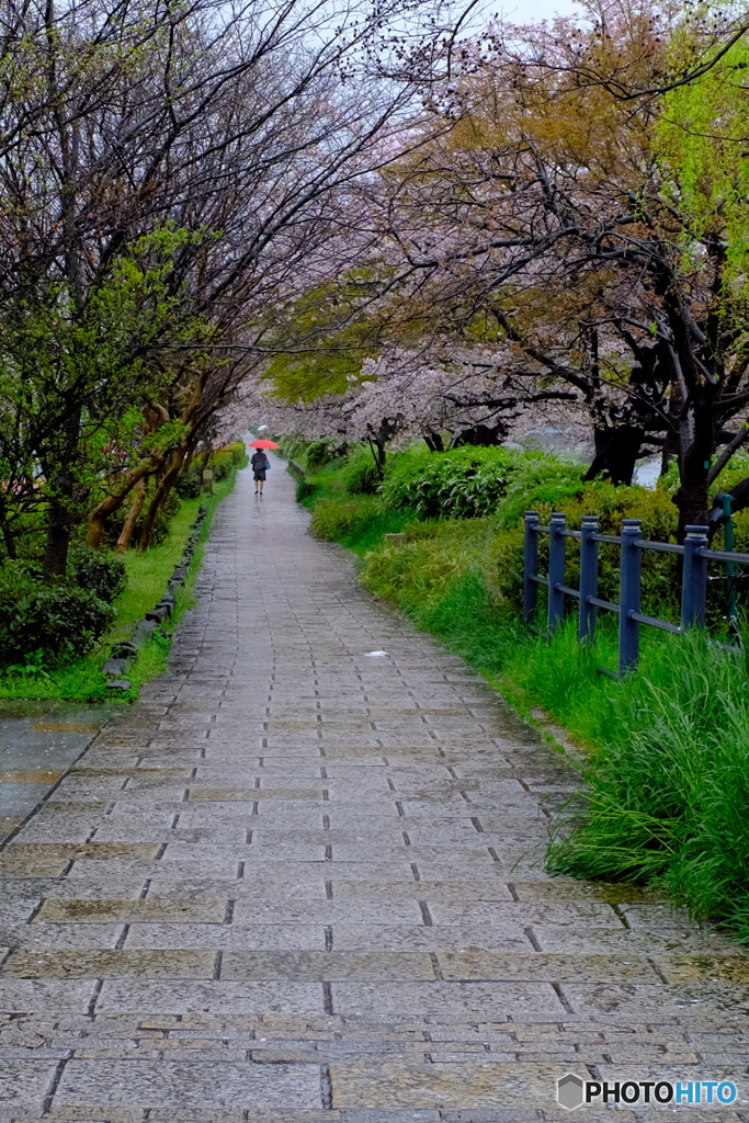 春の雨