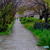 春の雨