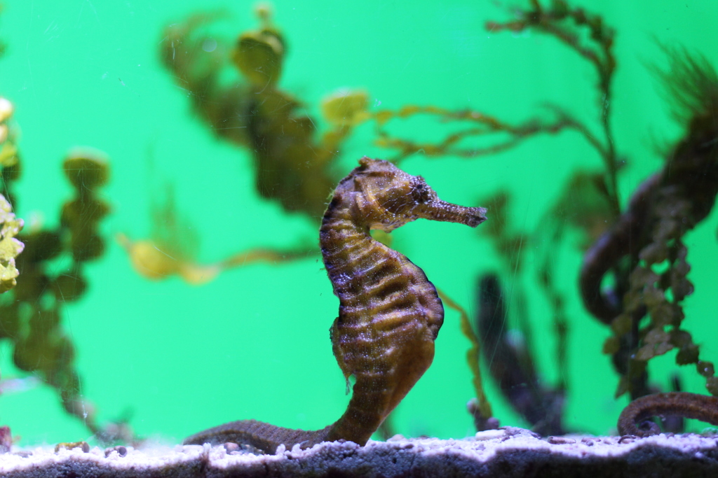 タツノオトシゴ