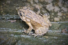 トランプ　カエル～中国 Chinese frog