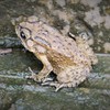 トランプ　カエル～中国 Chinese frog