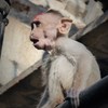 開いた口が塞がらない～天竺猿 Virupaksha Temple Monkey