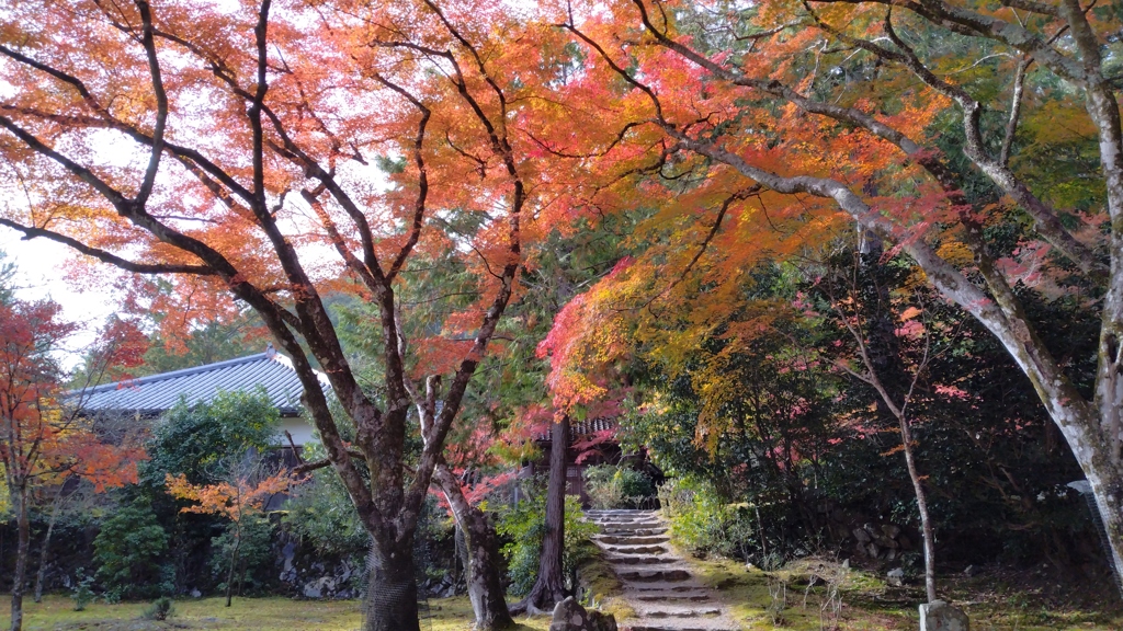 ★神護寺の石段長し幾たびか帰らんとして尚上り来つ