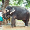 聖象を慈しむ～ヒンドゥー教寺院 Care for Elephant