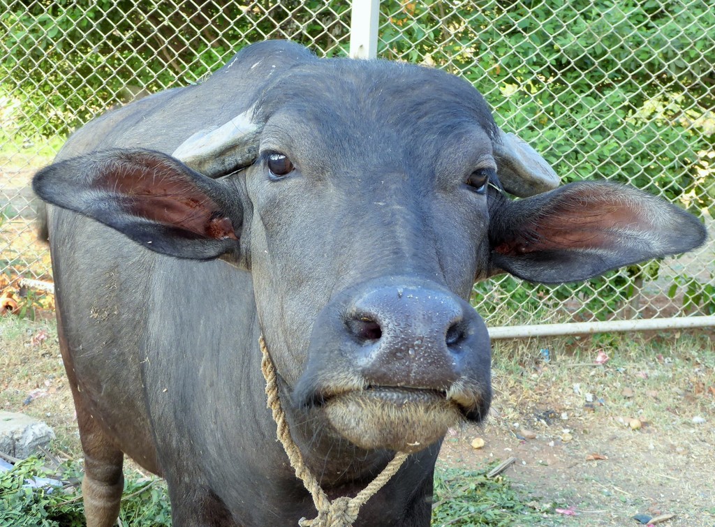 鼻の頭に汗をかく人は気が弱い Young water buffalo