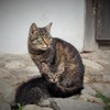 要塞教会の母子猫～ルーマニア Mother cat and a kitten