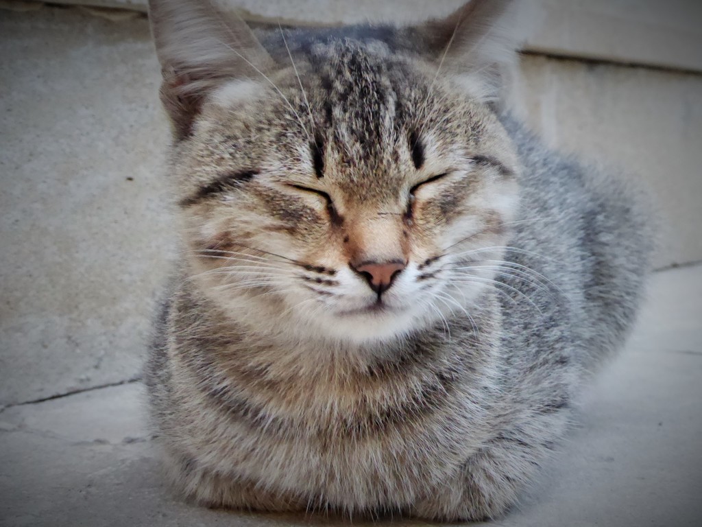 バクーのマタタビ猫～アゼルバイジャン Baku Cat
