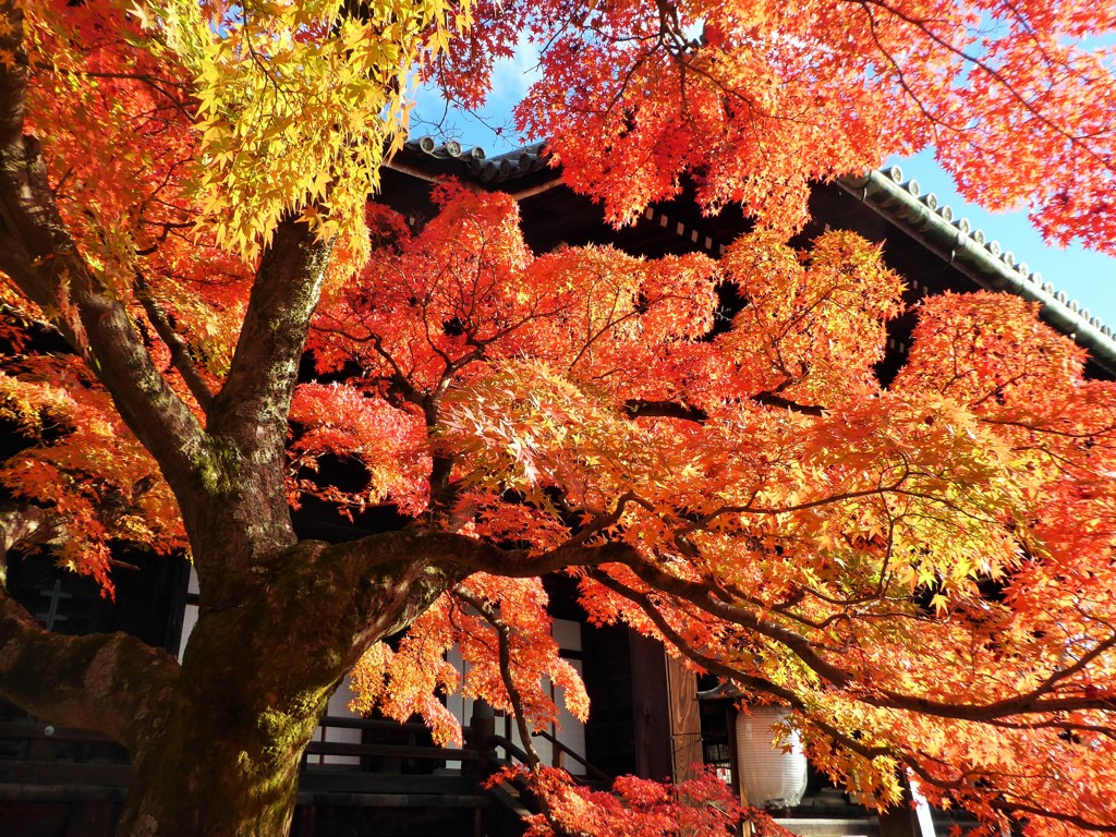 錦織～京都 Shinnyo-dō Temple Autumn Leaves