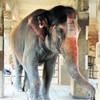 ヒンドゥー教寺院の聖象 Virupaksha temple elephant 