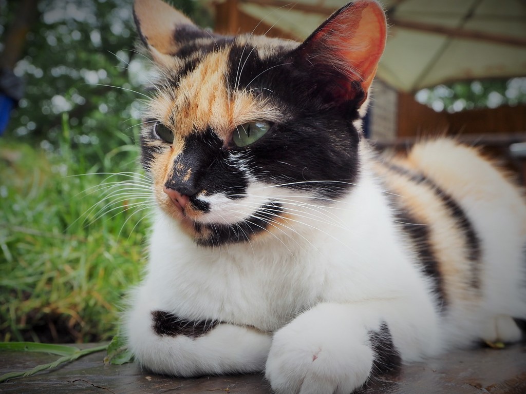 親分の貫禄～ルーマニア Dignified boss cat