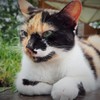 親分の貫禄～ルーマニア Dignified boss cat