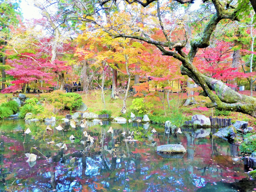 「秋はもみじの永観堂」～京都  Eikan-dō Autumn Leaves