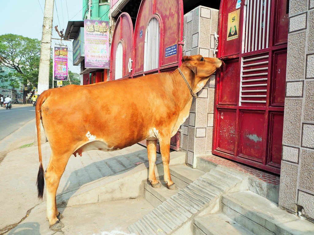 御免下さい、牛越です～インド Unexpected visitor 