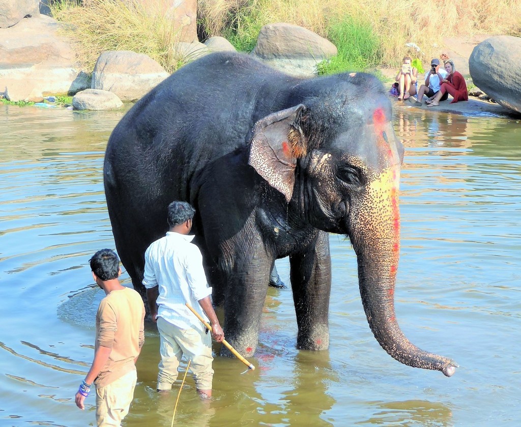 象を洗う～インド Washing  an elepfant 