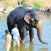 象を洗う～インド Washing  an elepfant 