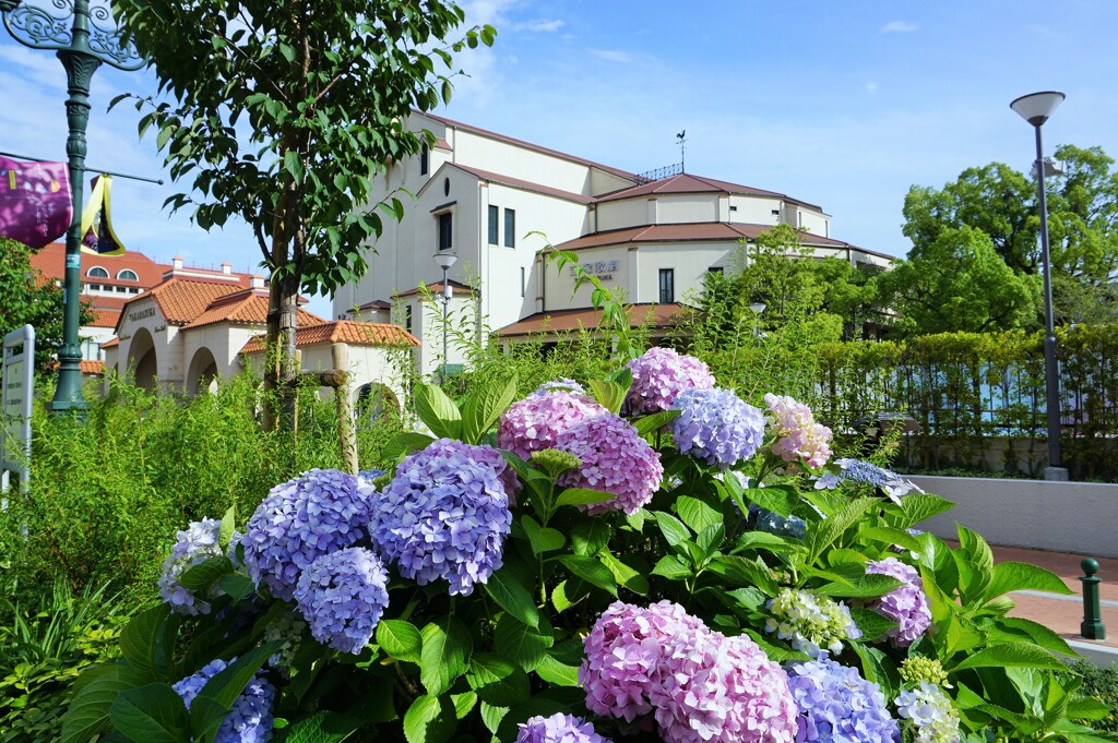 「花のみち」の紫陽花　Takarazuka Hydrangeas