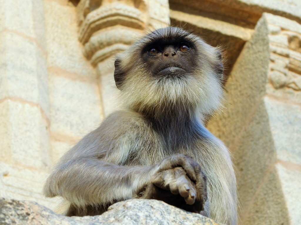 塔門の聖なる猿～インド Hanuman langur at Gopuram