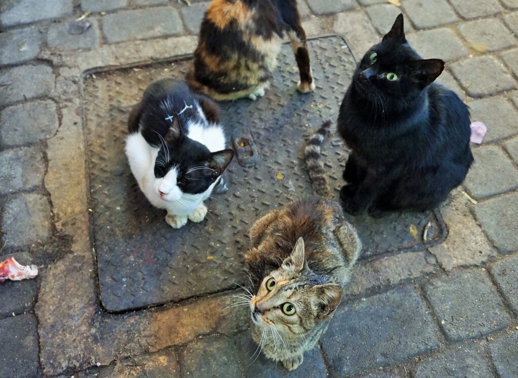 真剣な眼差し～モロッコの野良 Srtay cats