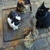 真剣な眼差し～モロッコの野良 Srtay cats