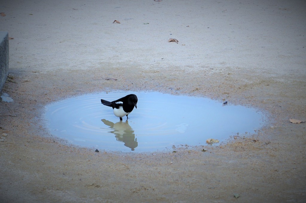 自己を凝視する鵲～韓国 Intelligent Magpie