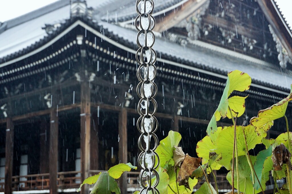 驟雨の西本願寺～京都 Nishi Hongan-ji in the rain