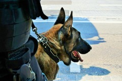職務に忠実な警察犬～ソウル Police dog