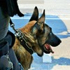 職務に忠実な警察犬～ソウル Police dog