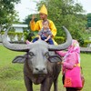 民俗のシンボル水牛の背にて～インドネシア With Water buffalo