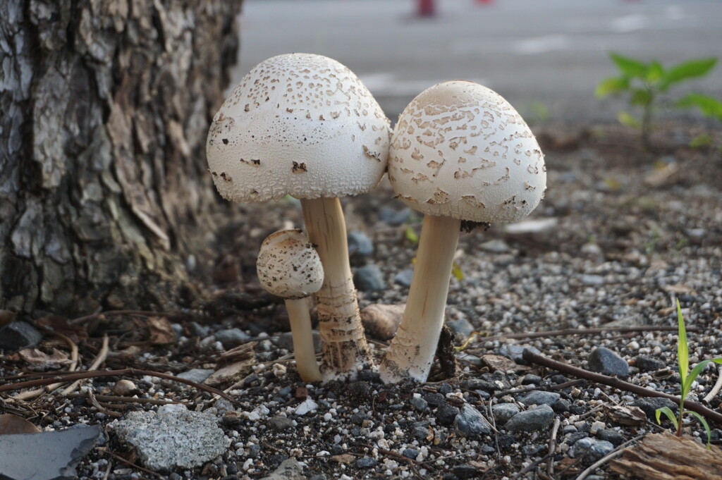 お西さんの茸～西本願寺 Mushrooms,Nishi Hongan-ji