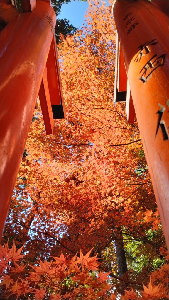 ★狐像(こんぞう)の影や小春の杉の幹