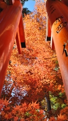 ★立ち並ぶ鳥居の隙ゆ仰ぎ見る紅葉(もみじ)は見えつ天蓋の如