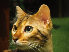 ヒョウ猫のヒョウ情 Bengal Cat