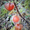 老姉妹 Dried Winter Cherry